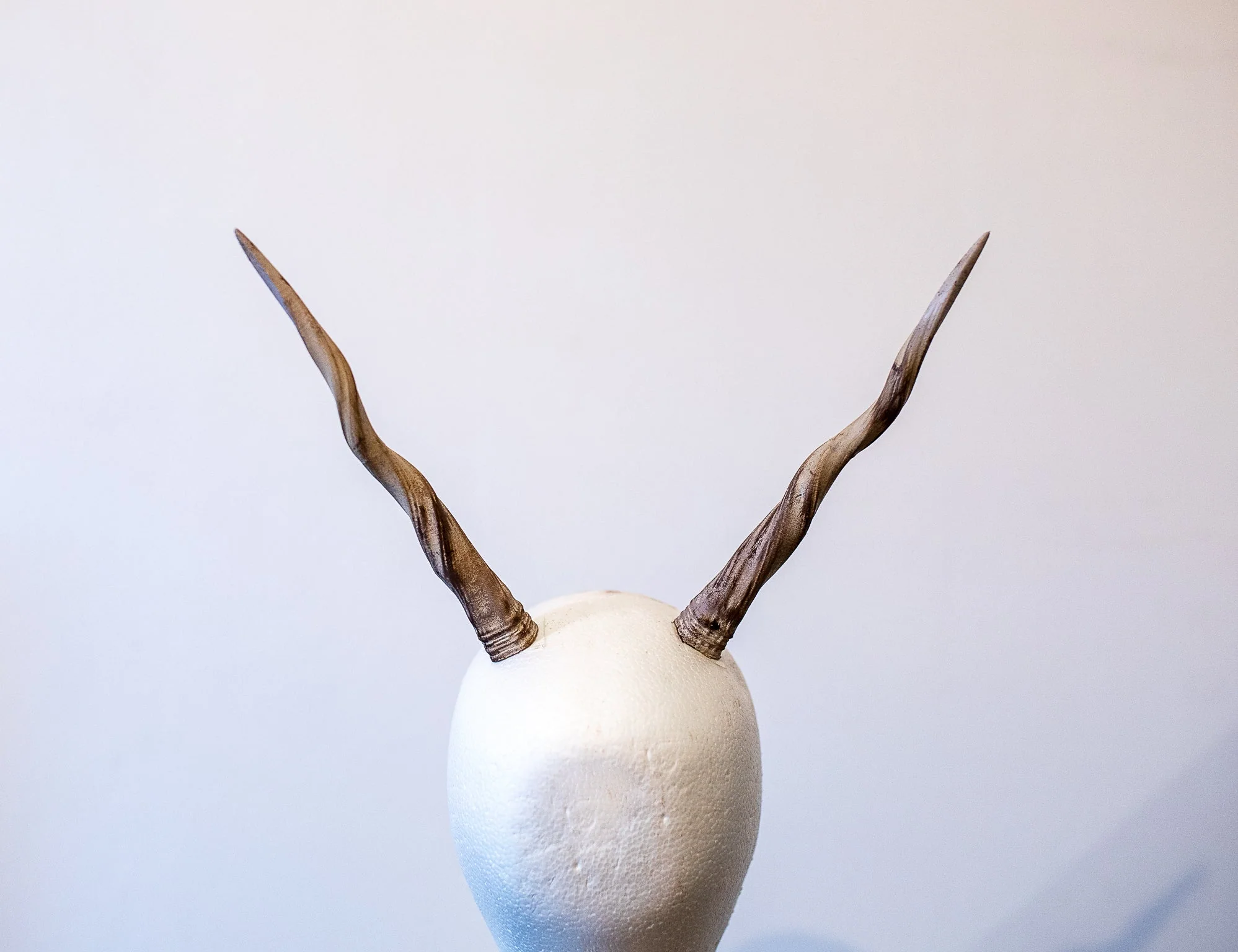 Antelope twisted horns