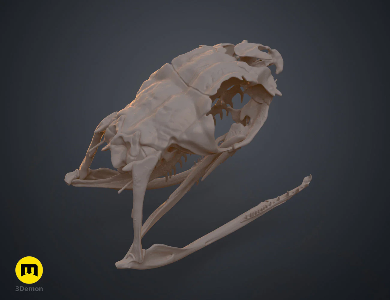 Boiga Snake Skull - Image 10
