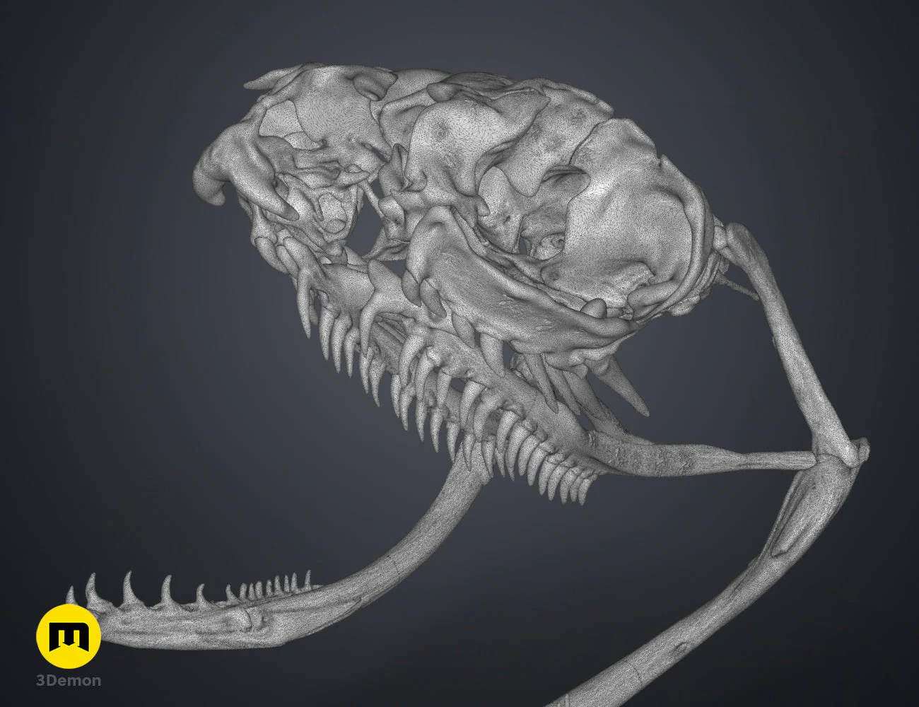 Boiga Snake Skull - Image 11