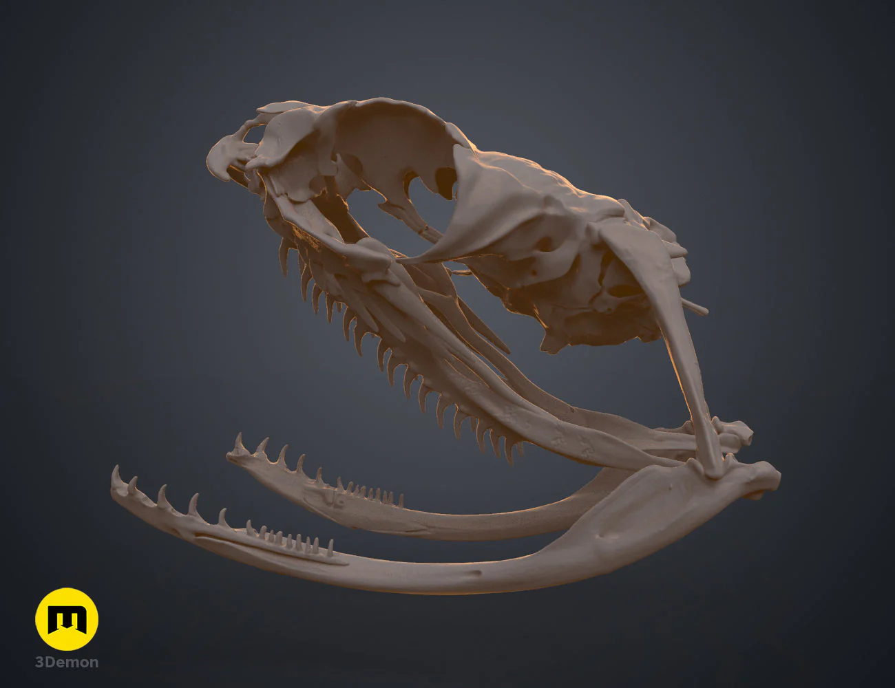 Boiga Snake Skull - Image 12