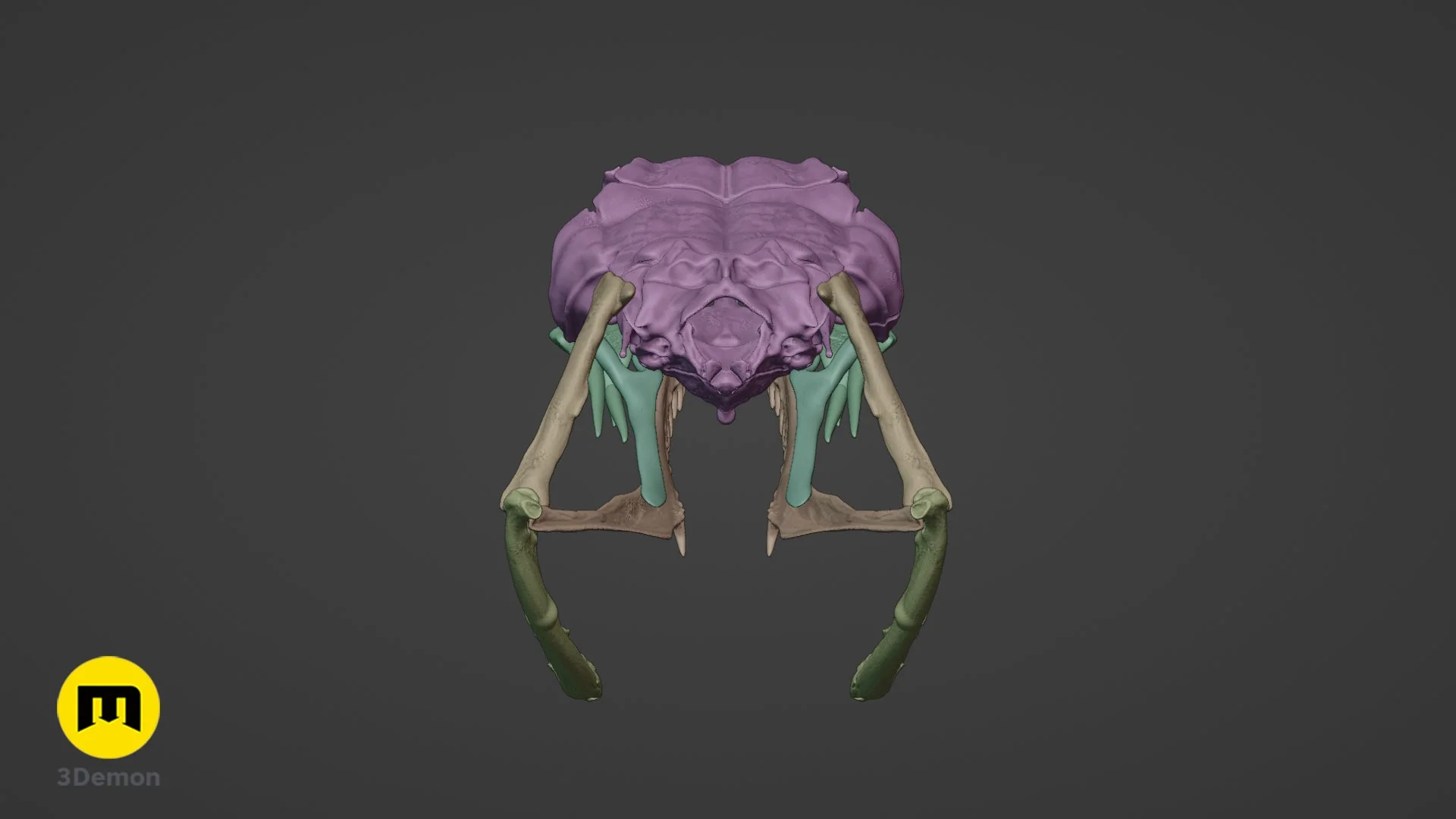 Boiga Snake Skull - Image 14