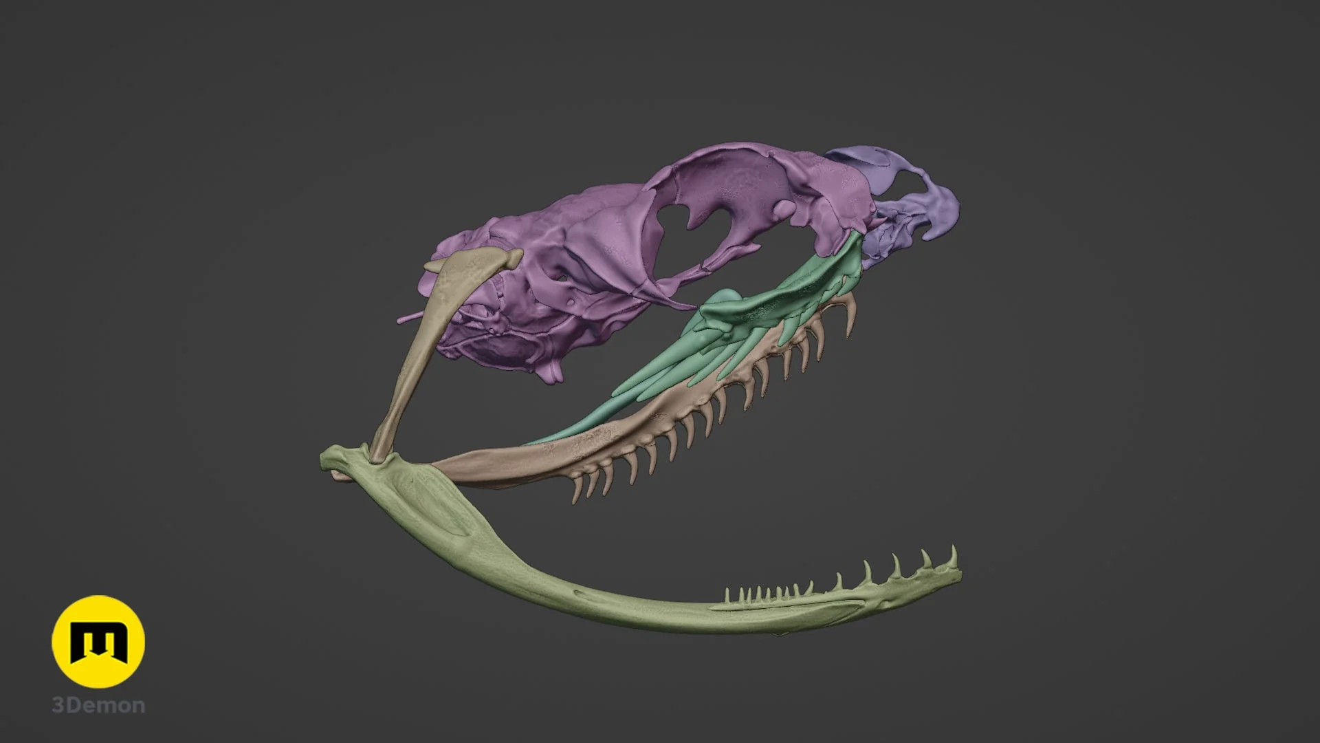 Boiga Snake Skull - Image 15