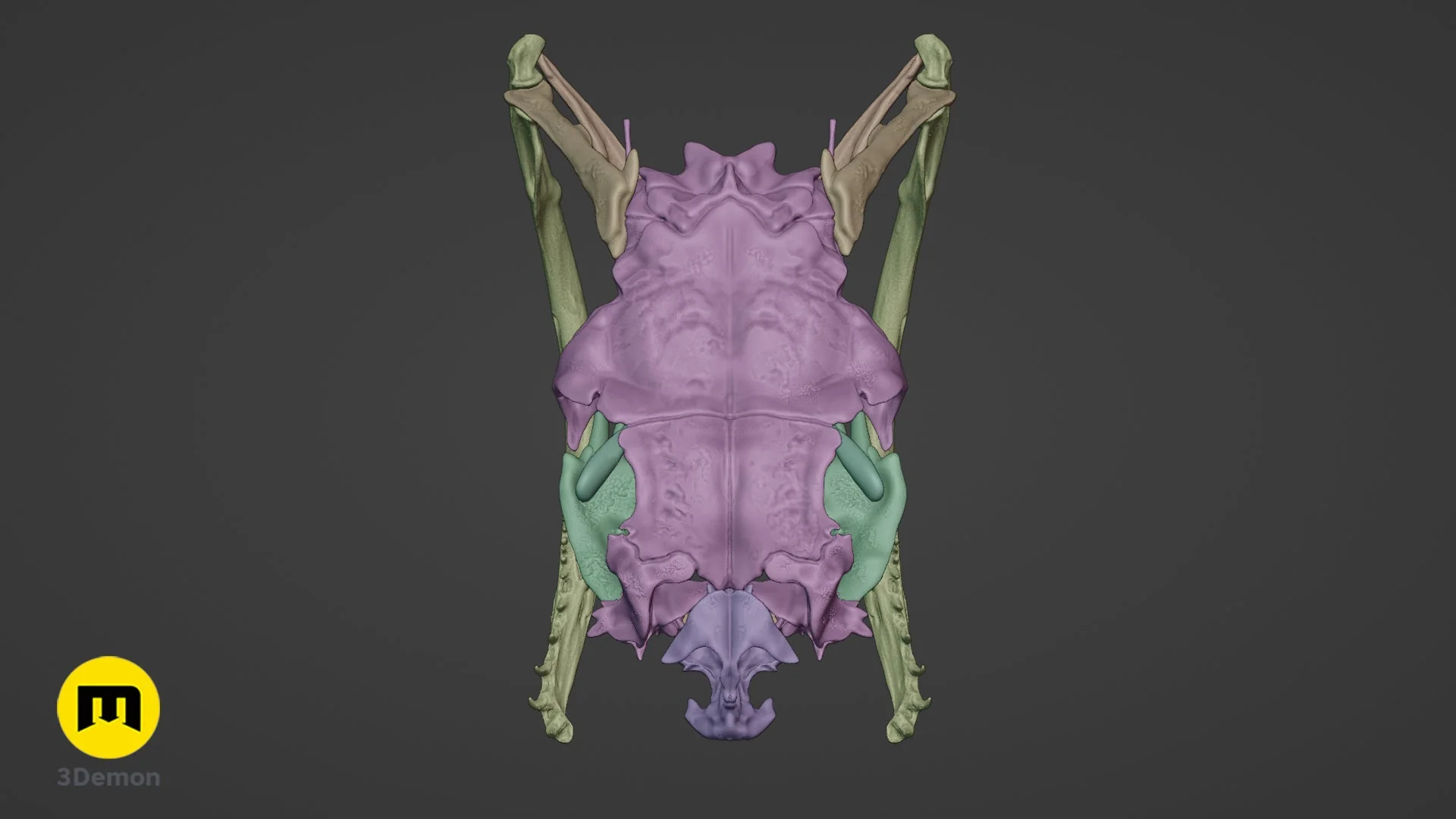 Boiga Snake Skull - Image 16