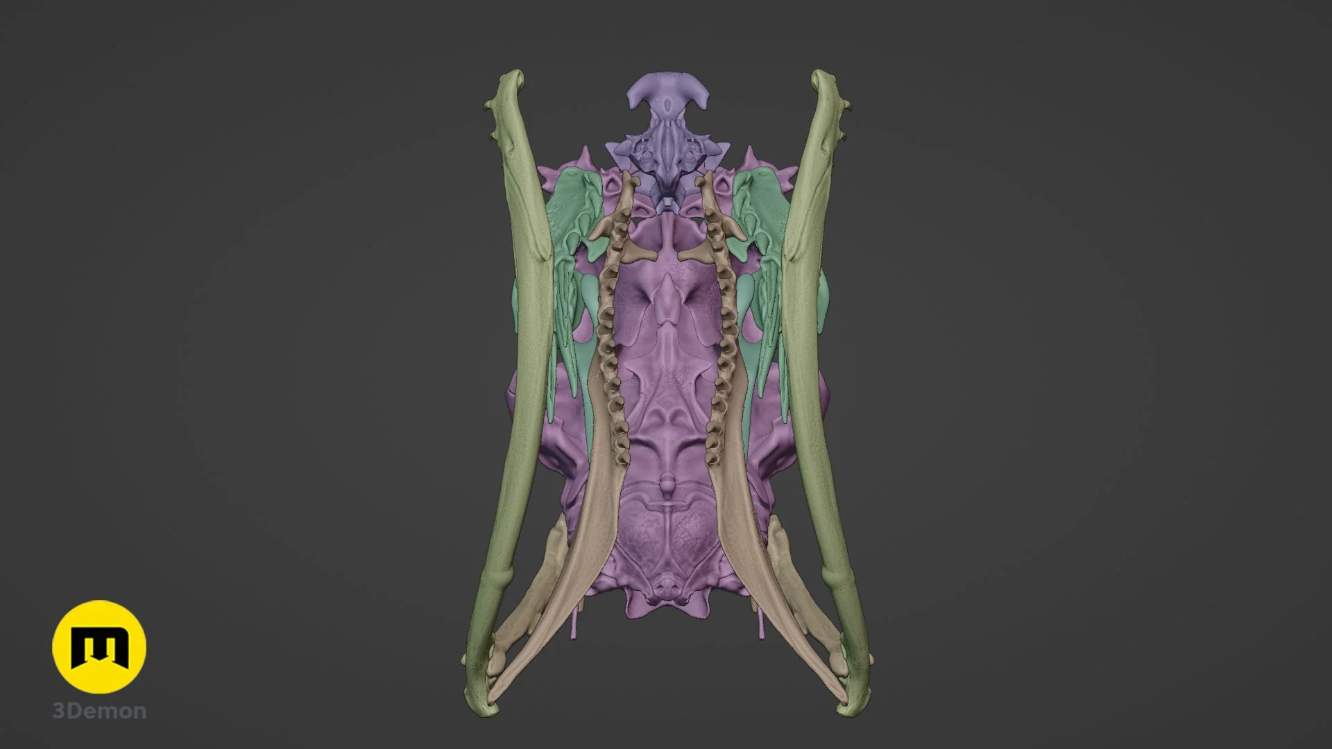 Boiga Snake Skull - Image 17