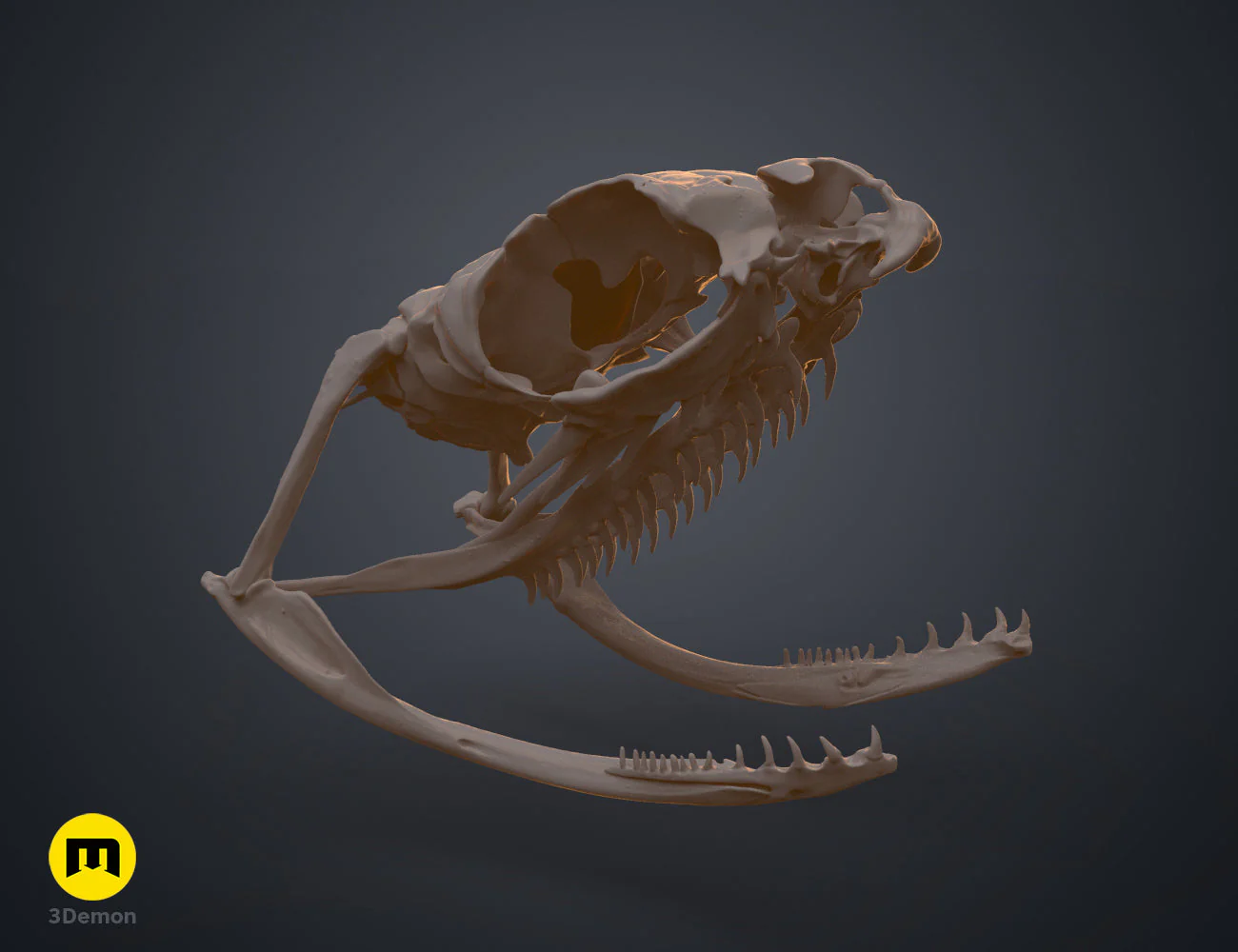 Boiga Snake Skull - Image 3