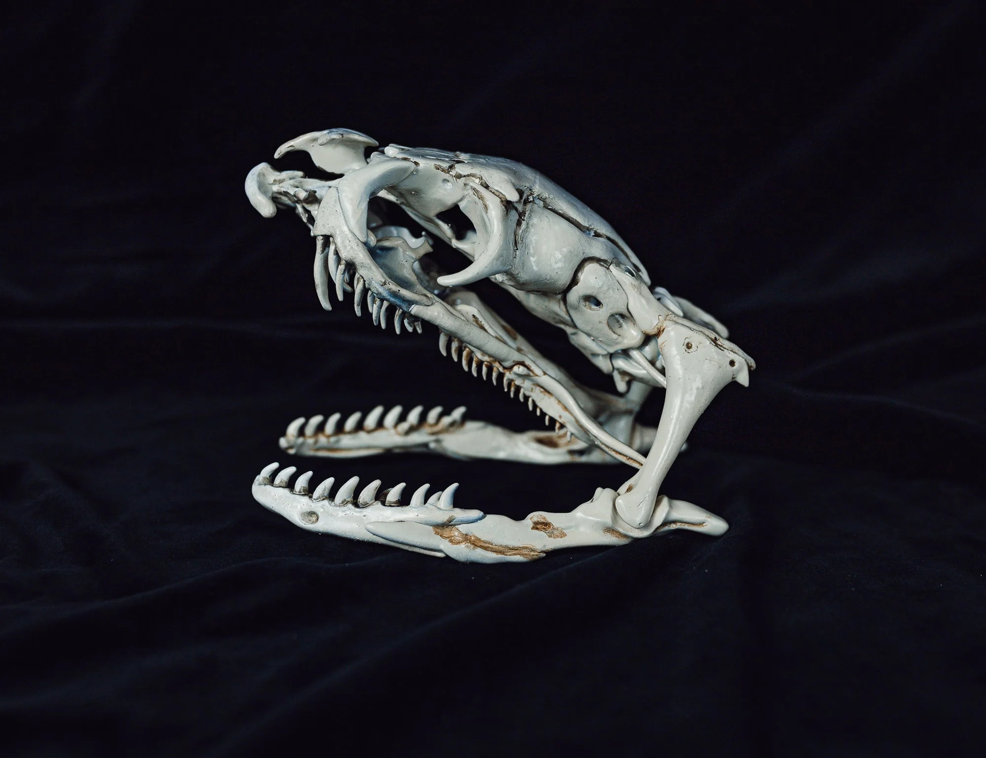 Cobra Snake Skull