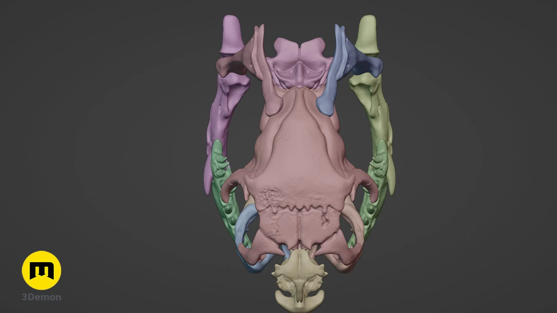 Cobra Snake Skull - Image 11