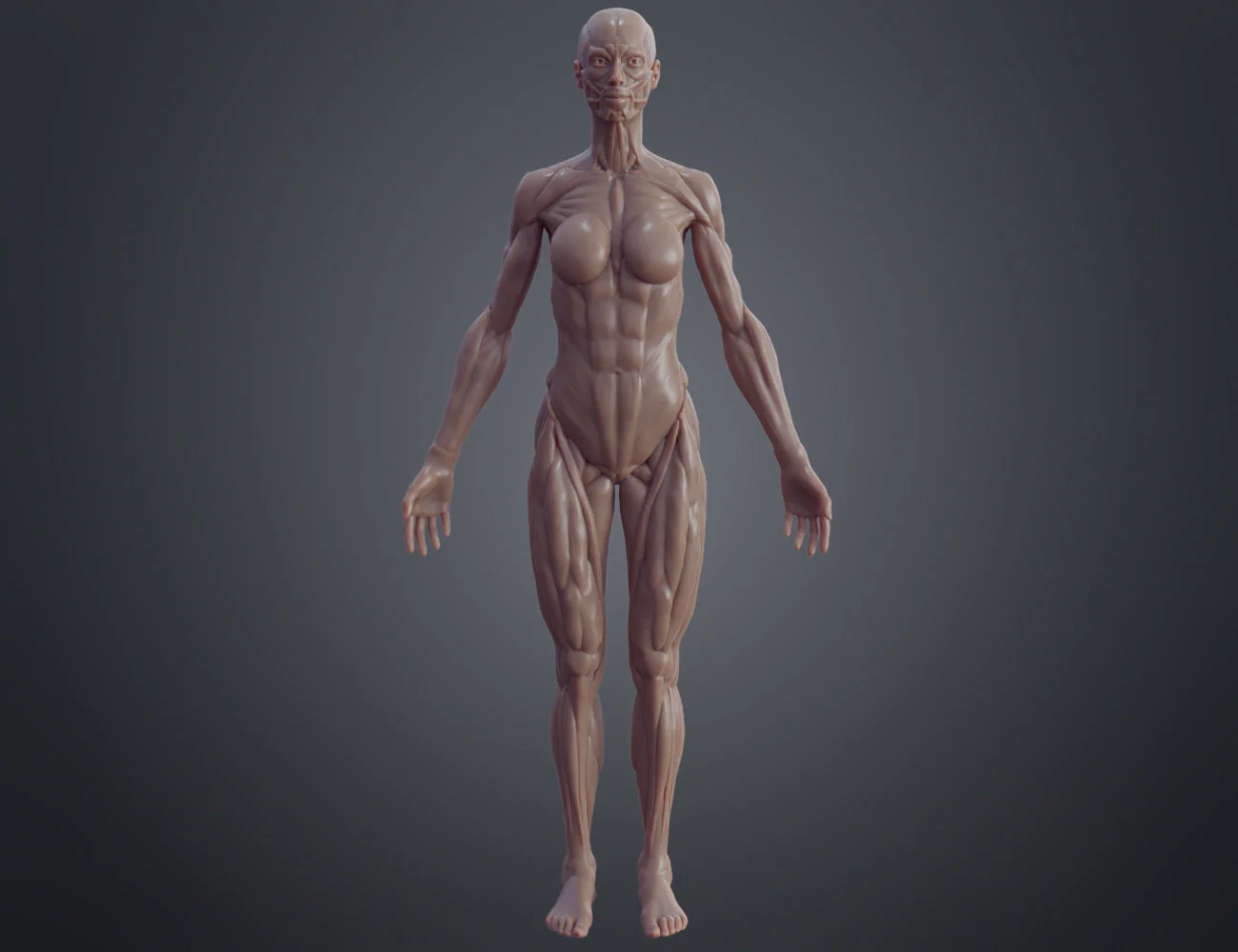Female ecorche