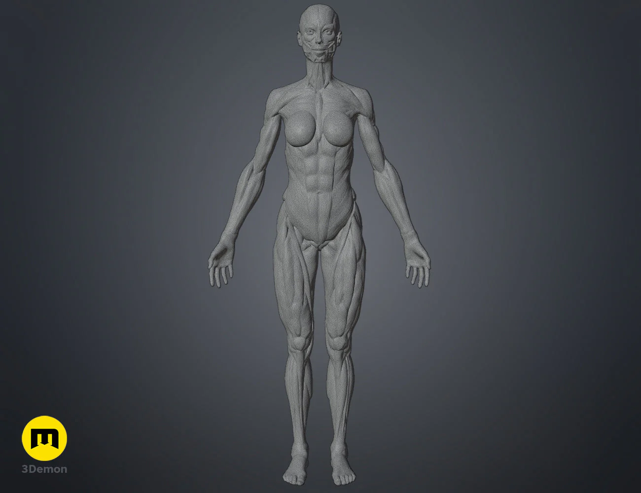 Female ecorche - Image 10