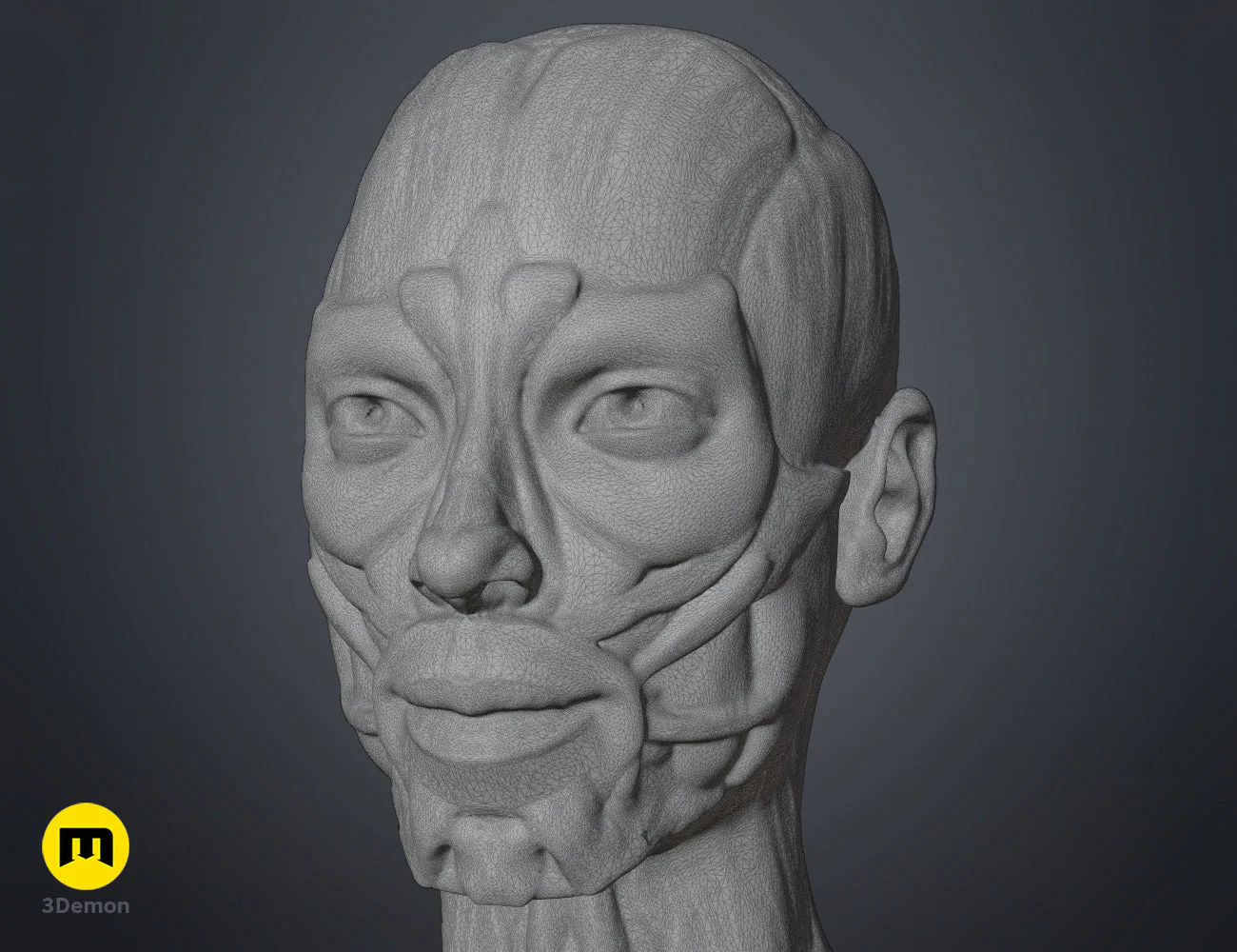 Female ecorche - Image 11