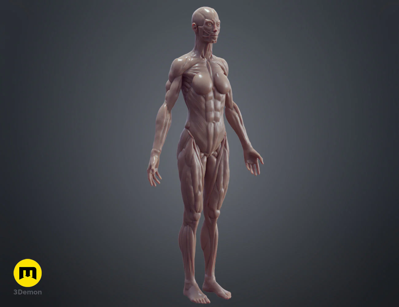 Female ecorche - Image 5