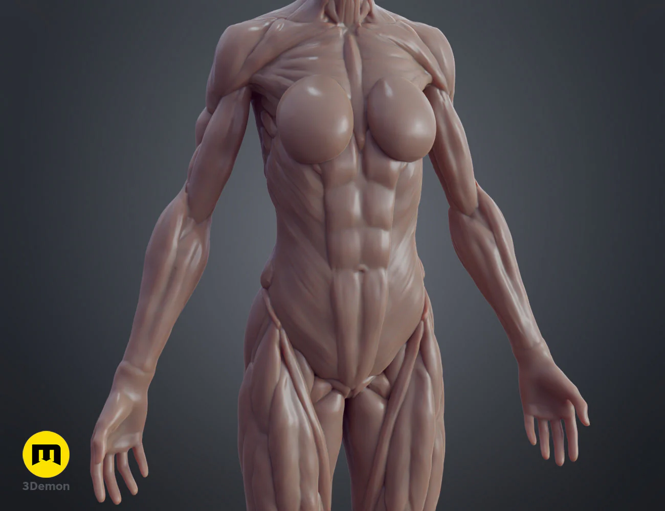Female ecorche - Image 6