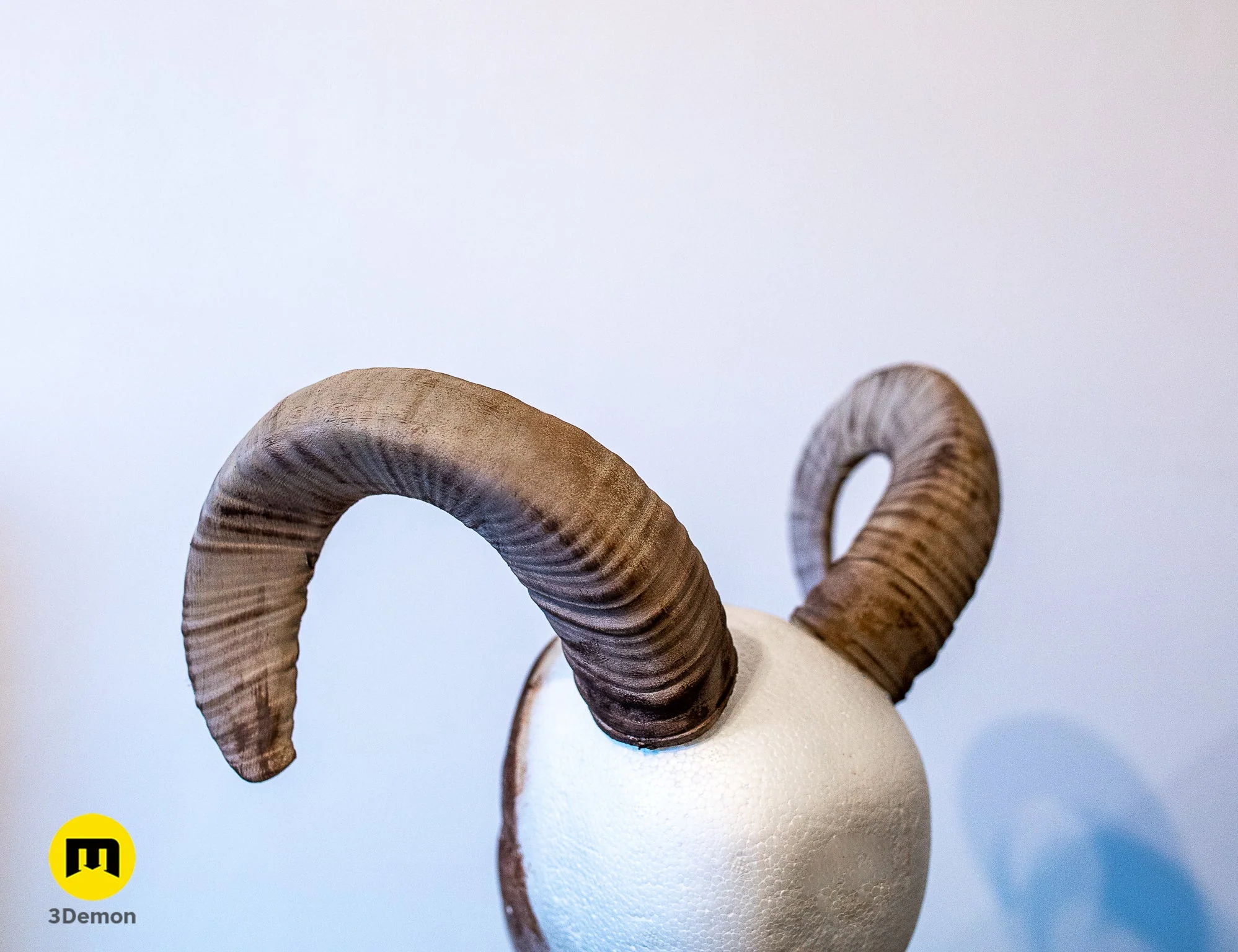Mouflon horns - Image 2