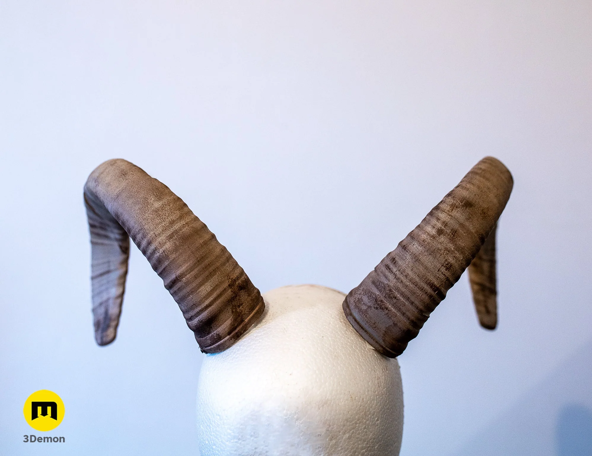 Mouflon horns - Image 4