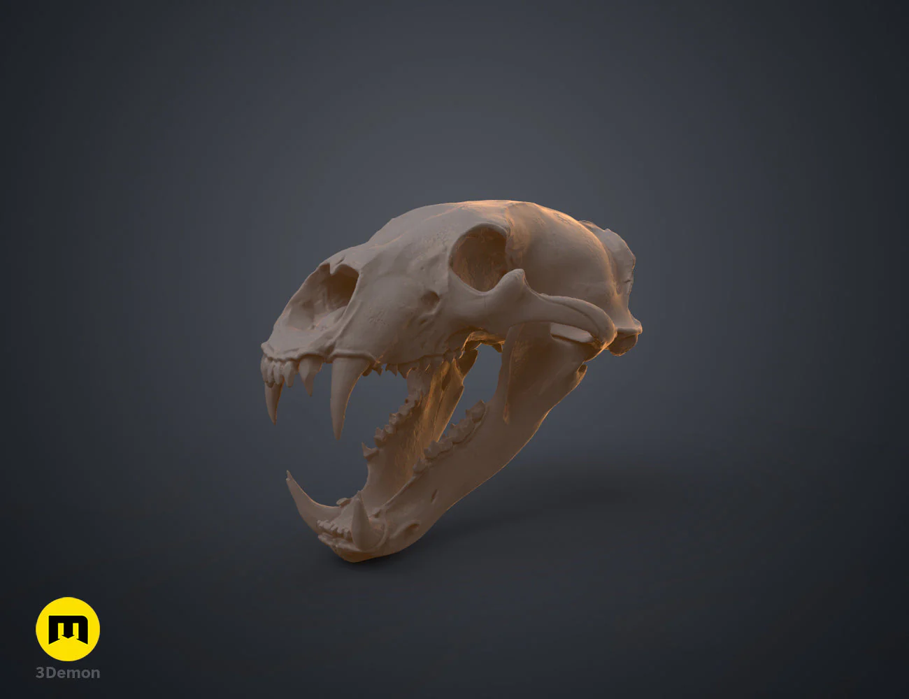 Polar Bear Skull (Ursus Maritimus) - Image 15