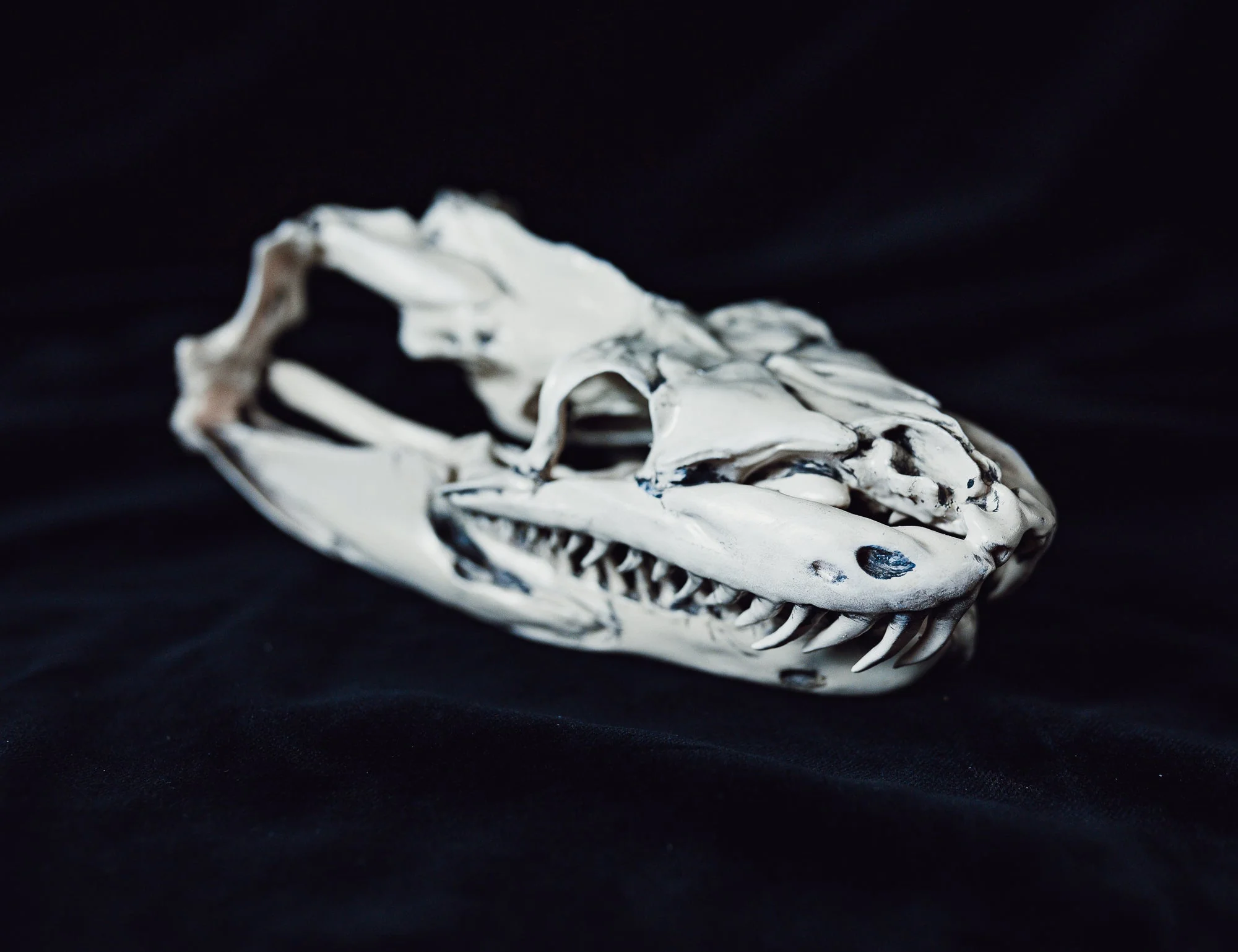 Python Snake Skull