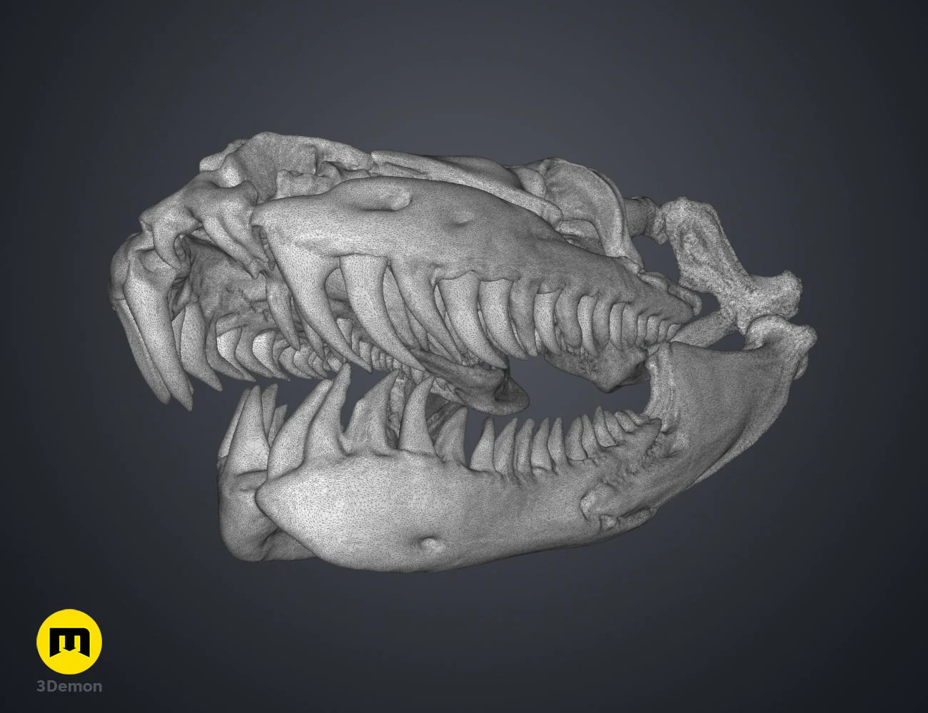 Python Snake Skull - Image 11