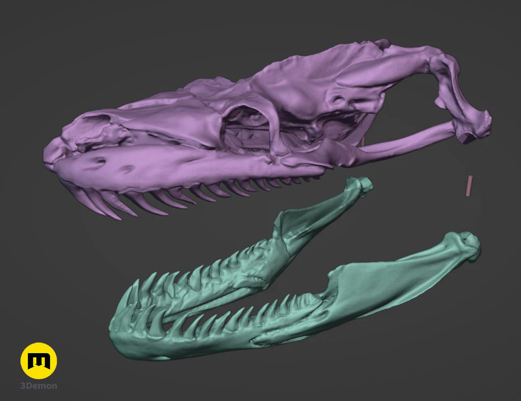 Python Snake Skull - Image 4