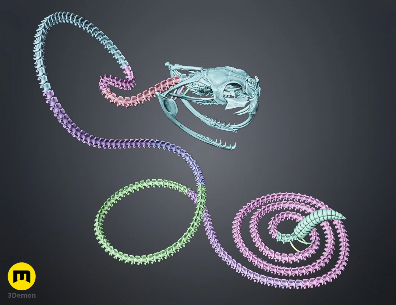 Rattlesnake Skeleton - Realistic Model - Image 5