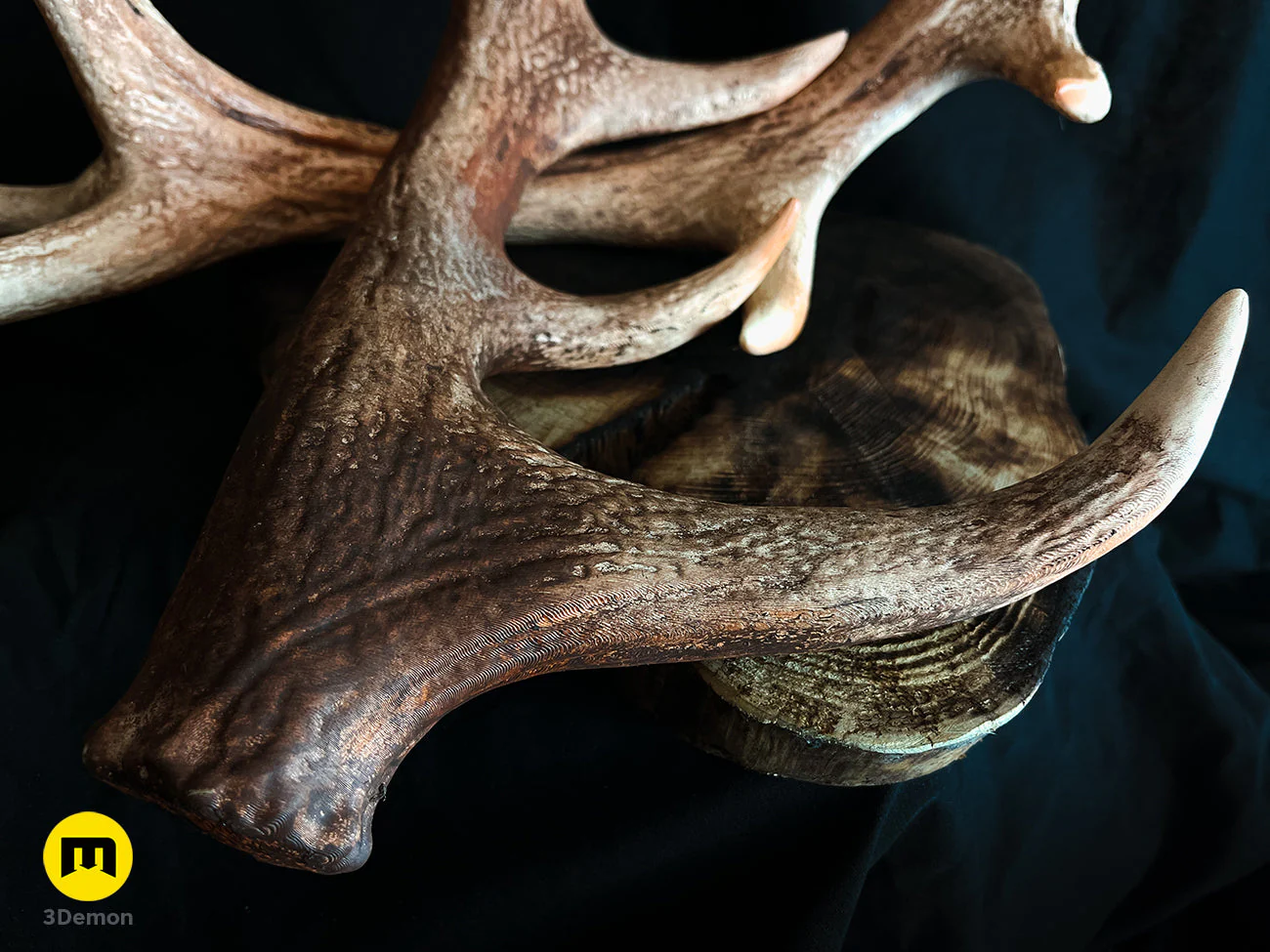 Red Deer antlers - Image 10