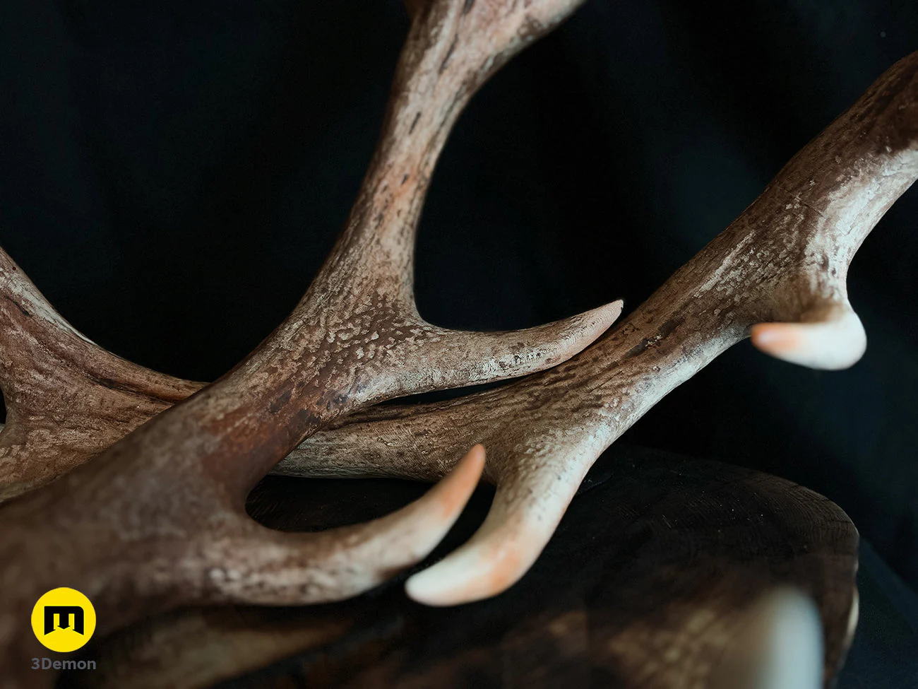 Red Deer antlers - Image 14