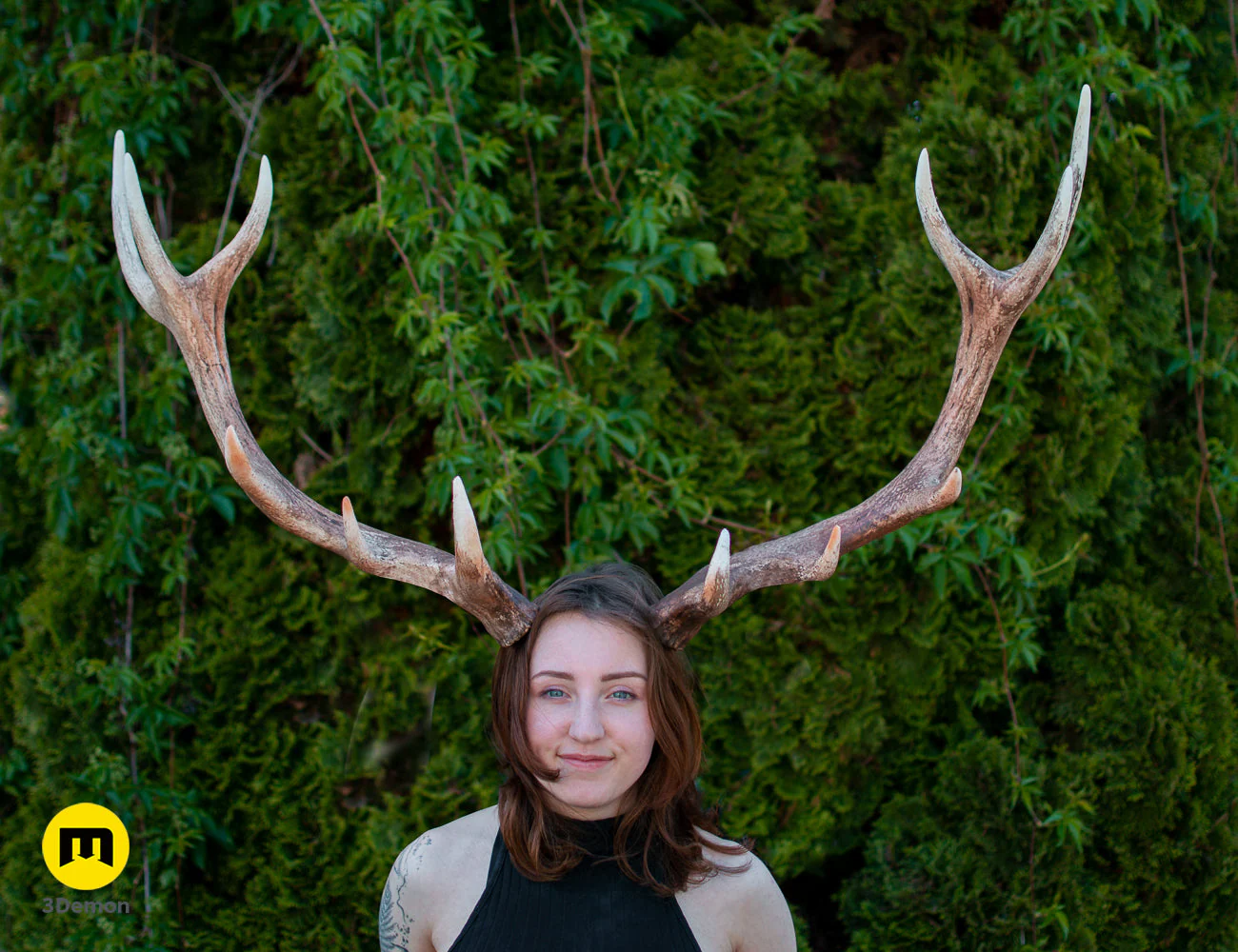Red Deer antlers - Image 2