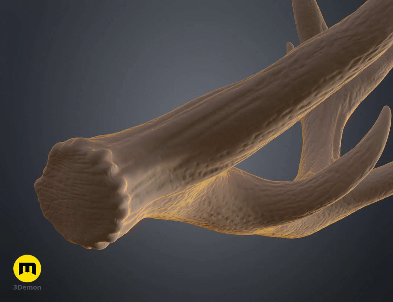 Red Deer antlers - Image 24