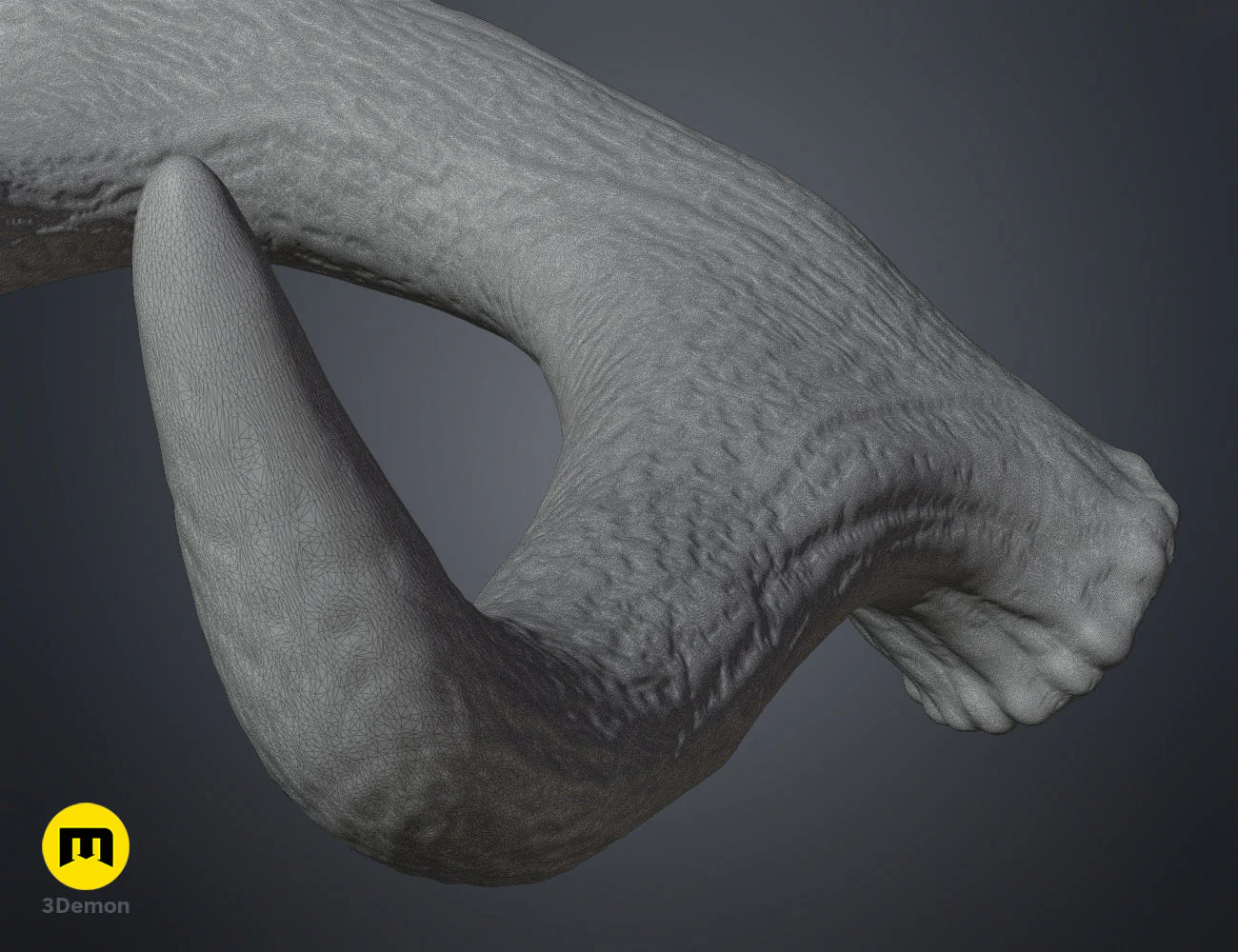 Red Deer antlers - Image 31