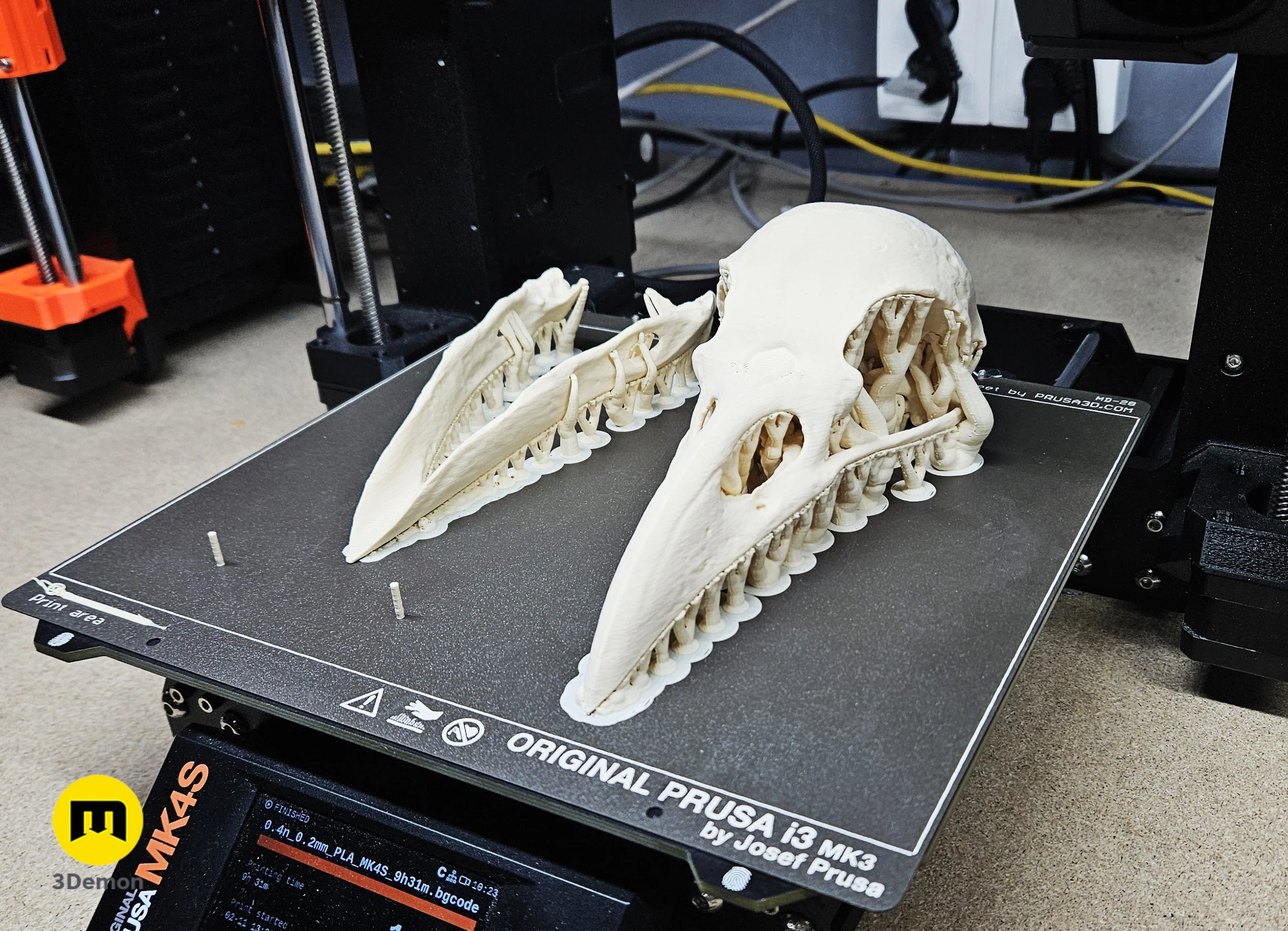 Rook Skull (Corvus Frugilegus) - Image 4