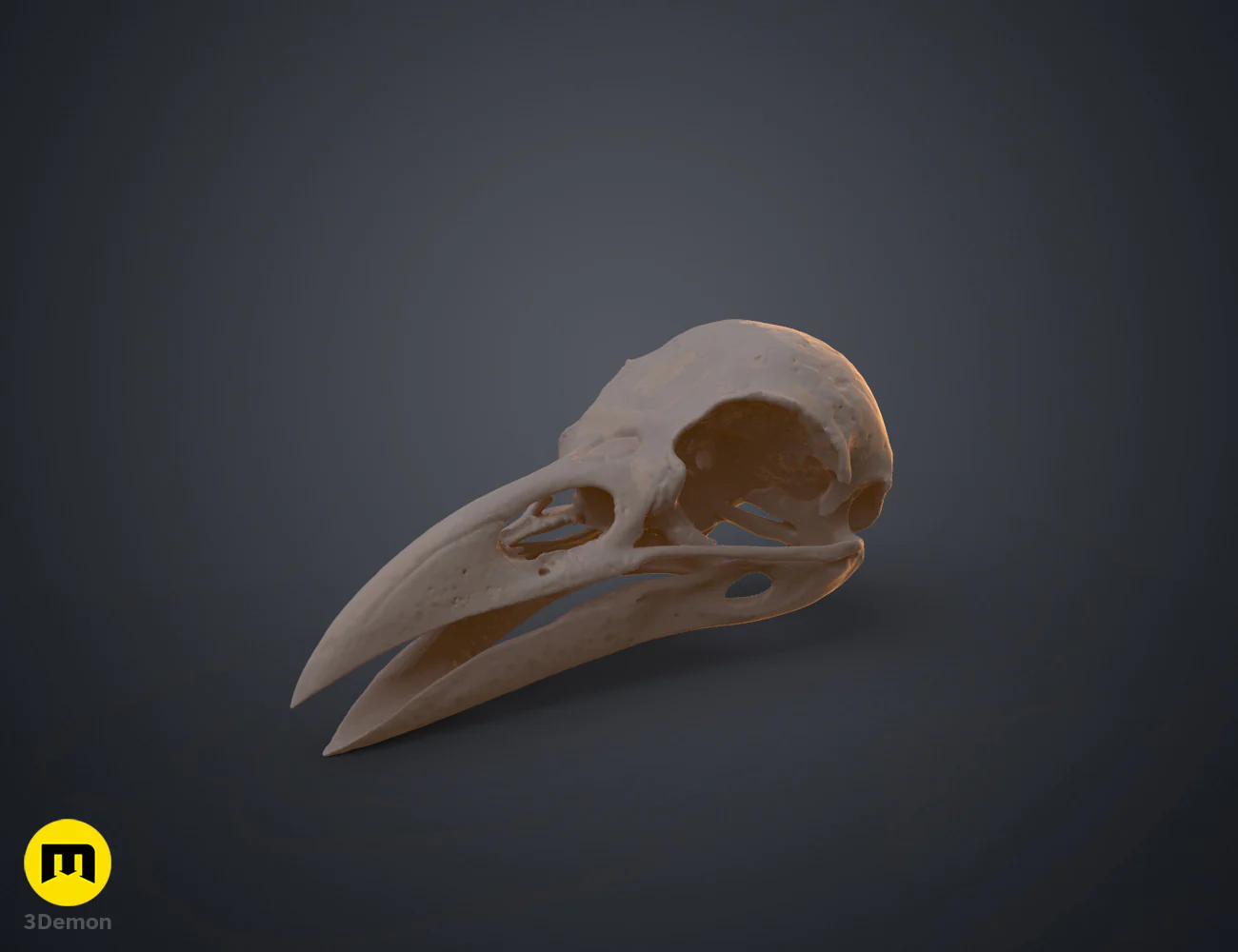 Rook Skull (Corvus Frugilegus) - Image 5