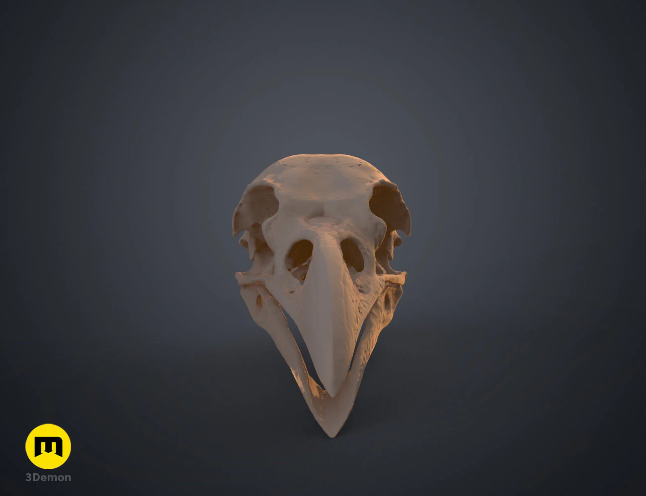 Rook Skull (Corvus Frugilegus) - Image 7