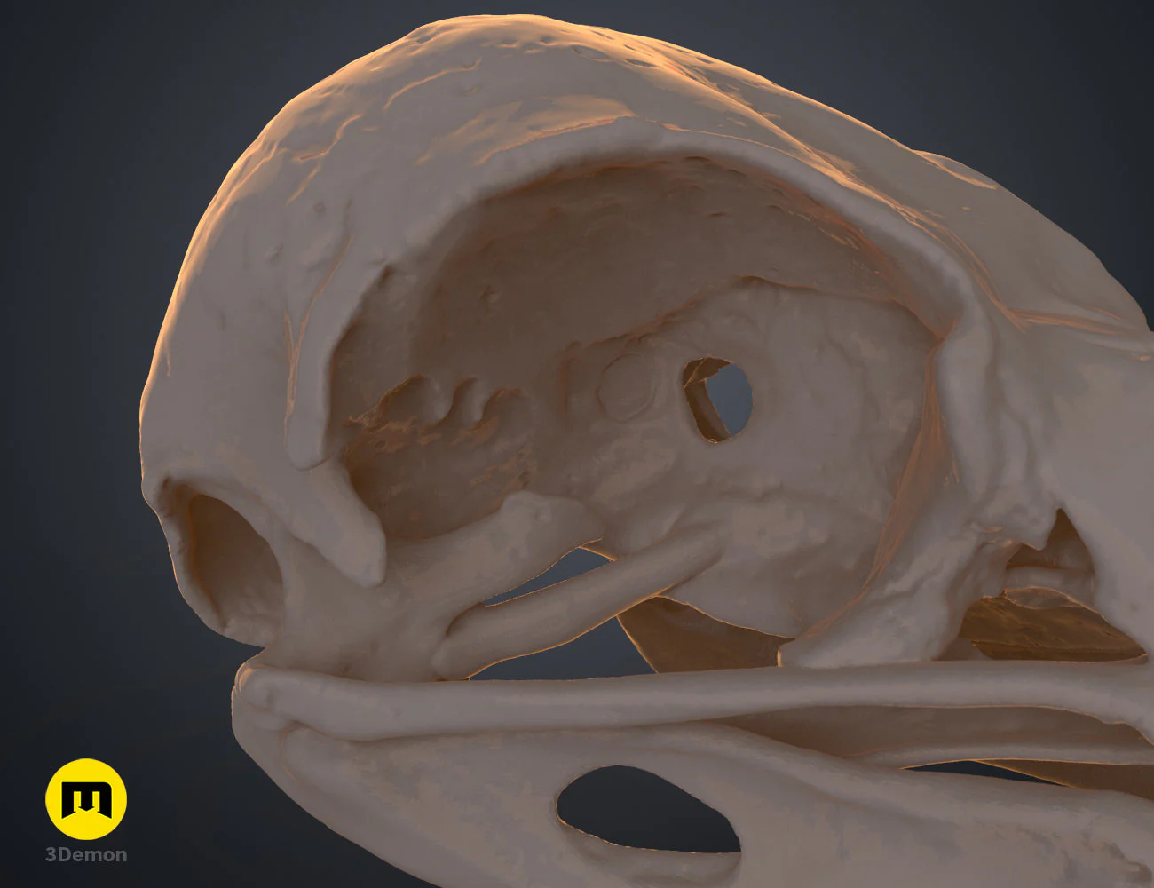 Rook Skull (Corvus Frugilegus) - Image 9