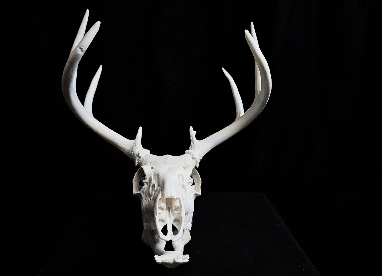 White-Tailed Deer Skull (Odocoileus Virginianus)