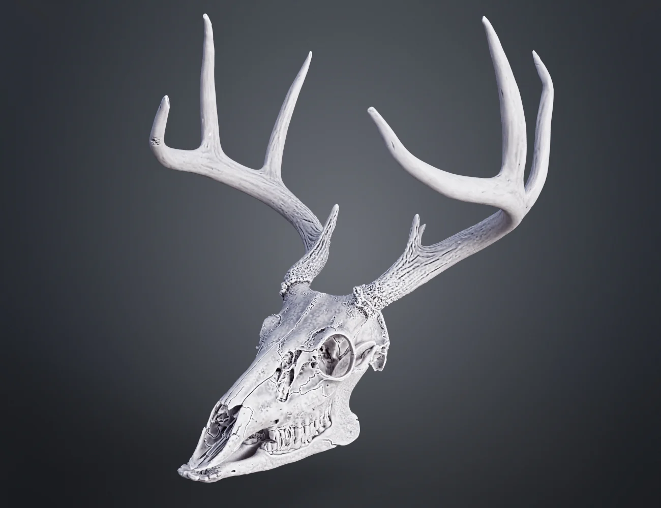 White-Tailed Deer Skull (Odocoileus Virginianus) - Image 2
