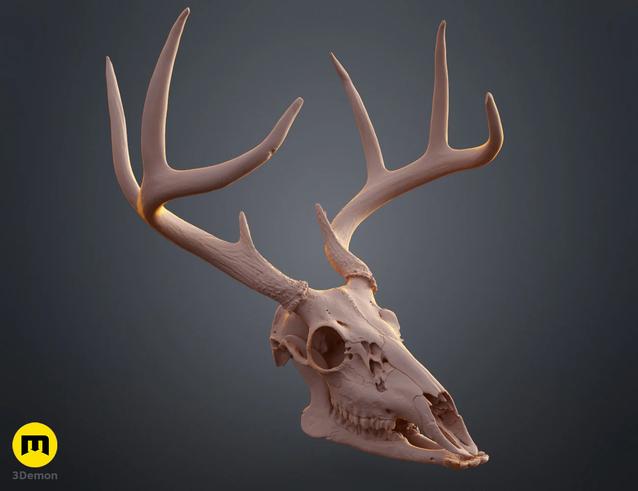 White-Tailed Deer Skull (Odocoileus Virginianus) - Image 3