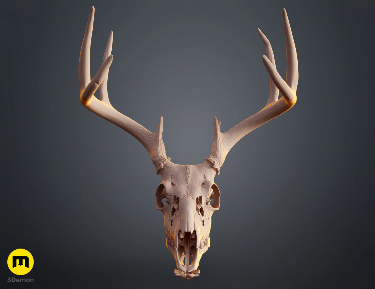 White-Tailed Deer Skull (Odocoileus Virginianus) - Image 4