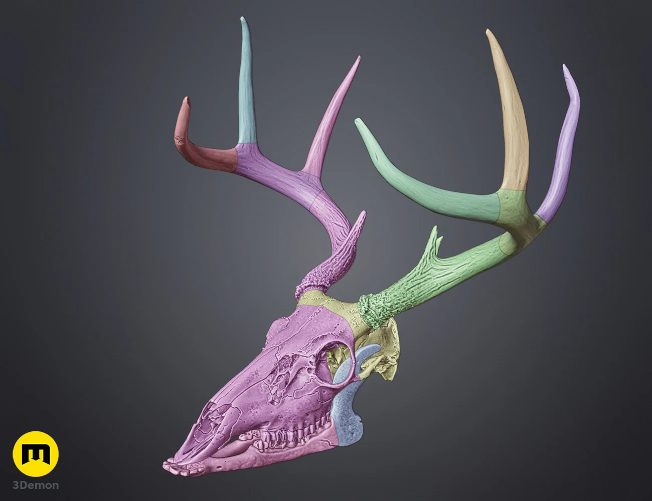White-Tailed Deer Skull (Odocoileus Virginianus) - Image 5