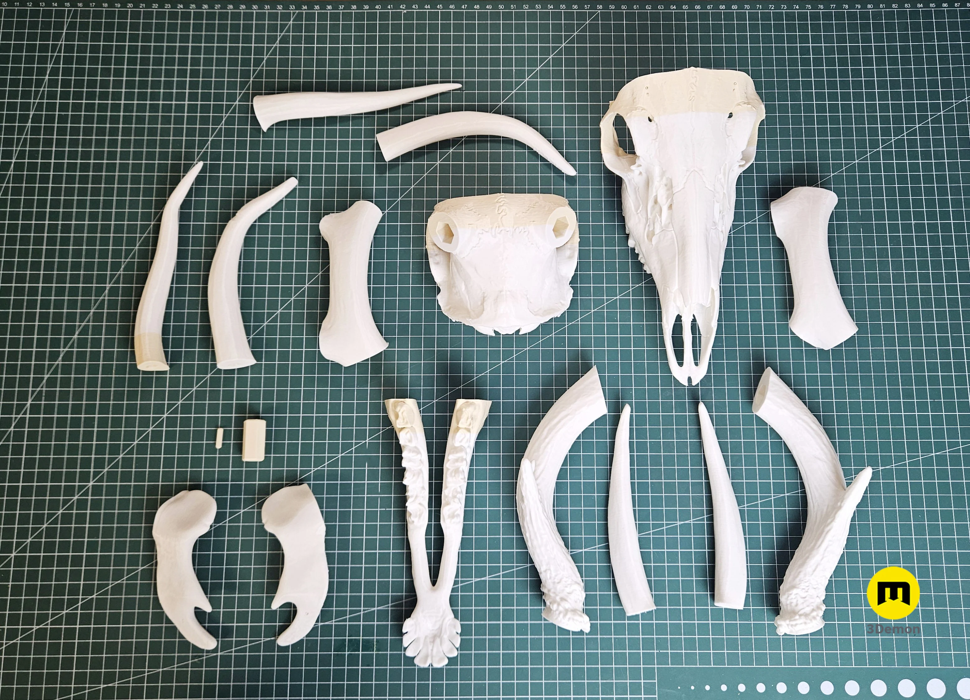 White-Tailed Deer Skull (Odocoileus Virginianus) - Image 6