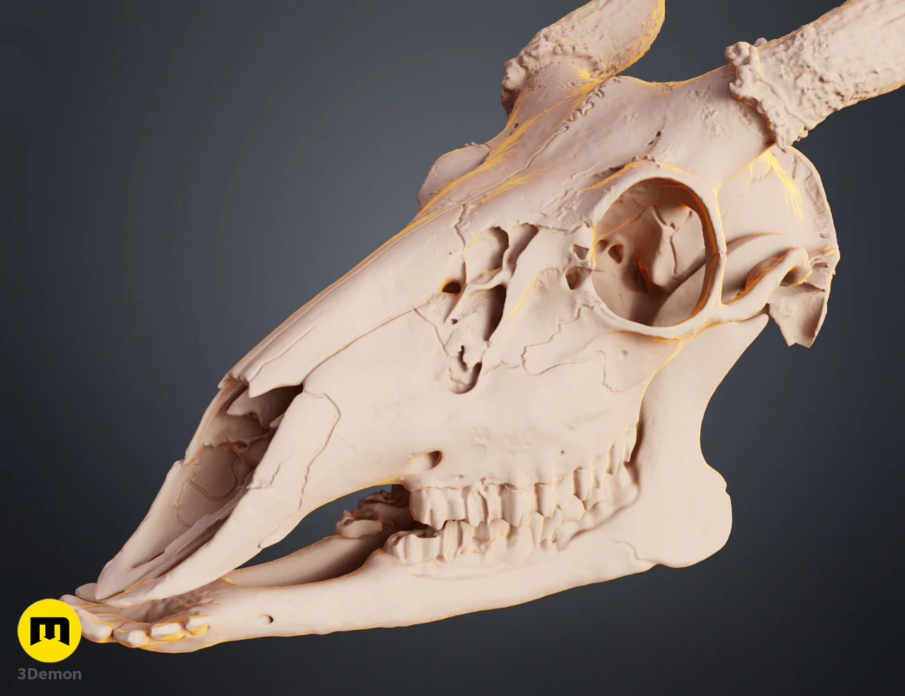White-Tailed Deer Skull (Odocoileus Virginianus) - Image 9
