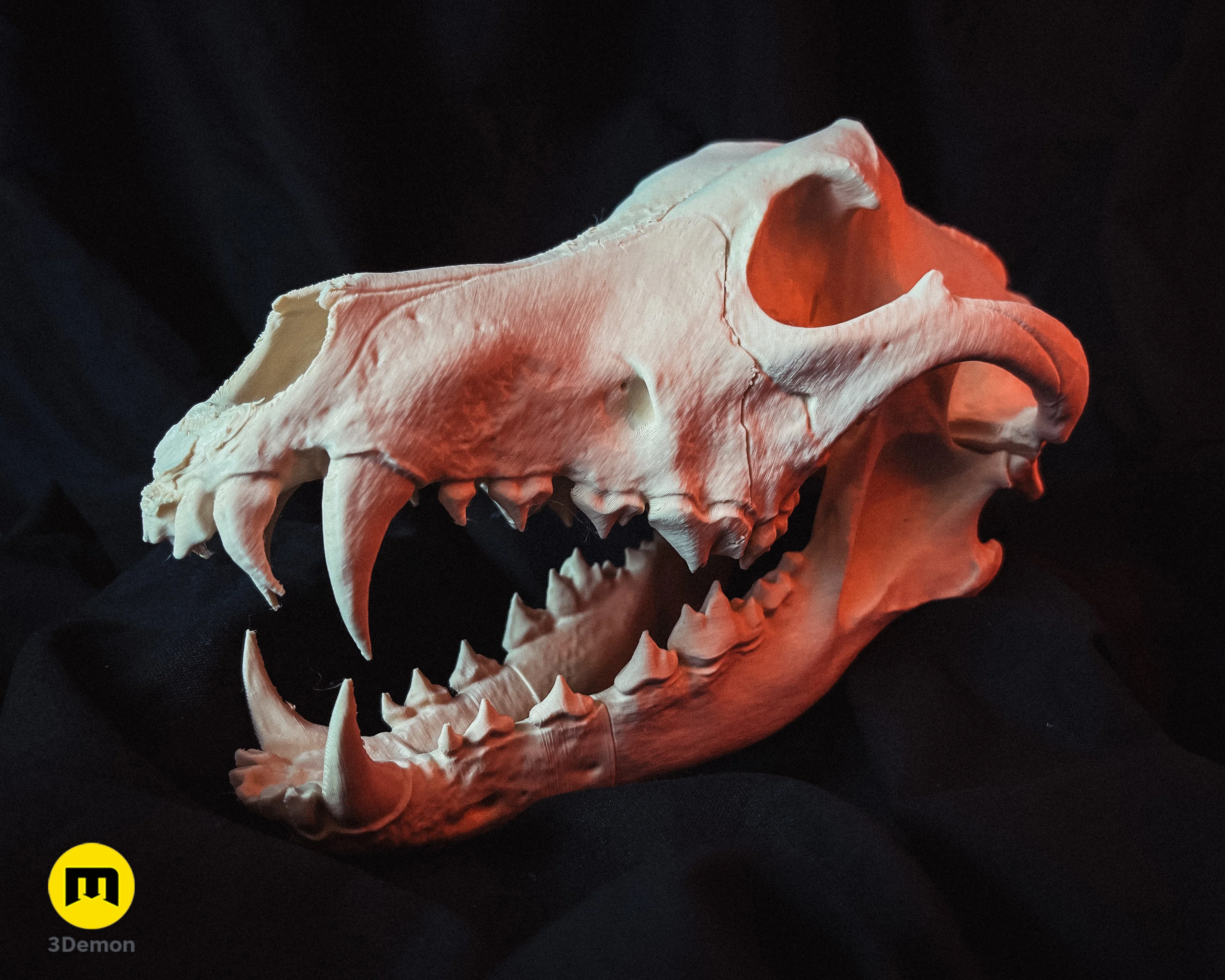 Wolf Skull (Canis Lupus) - Image 10