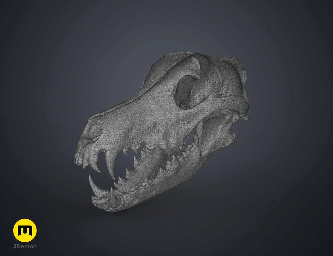 Wolf Skull (Canis Lupus) - Image 20