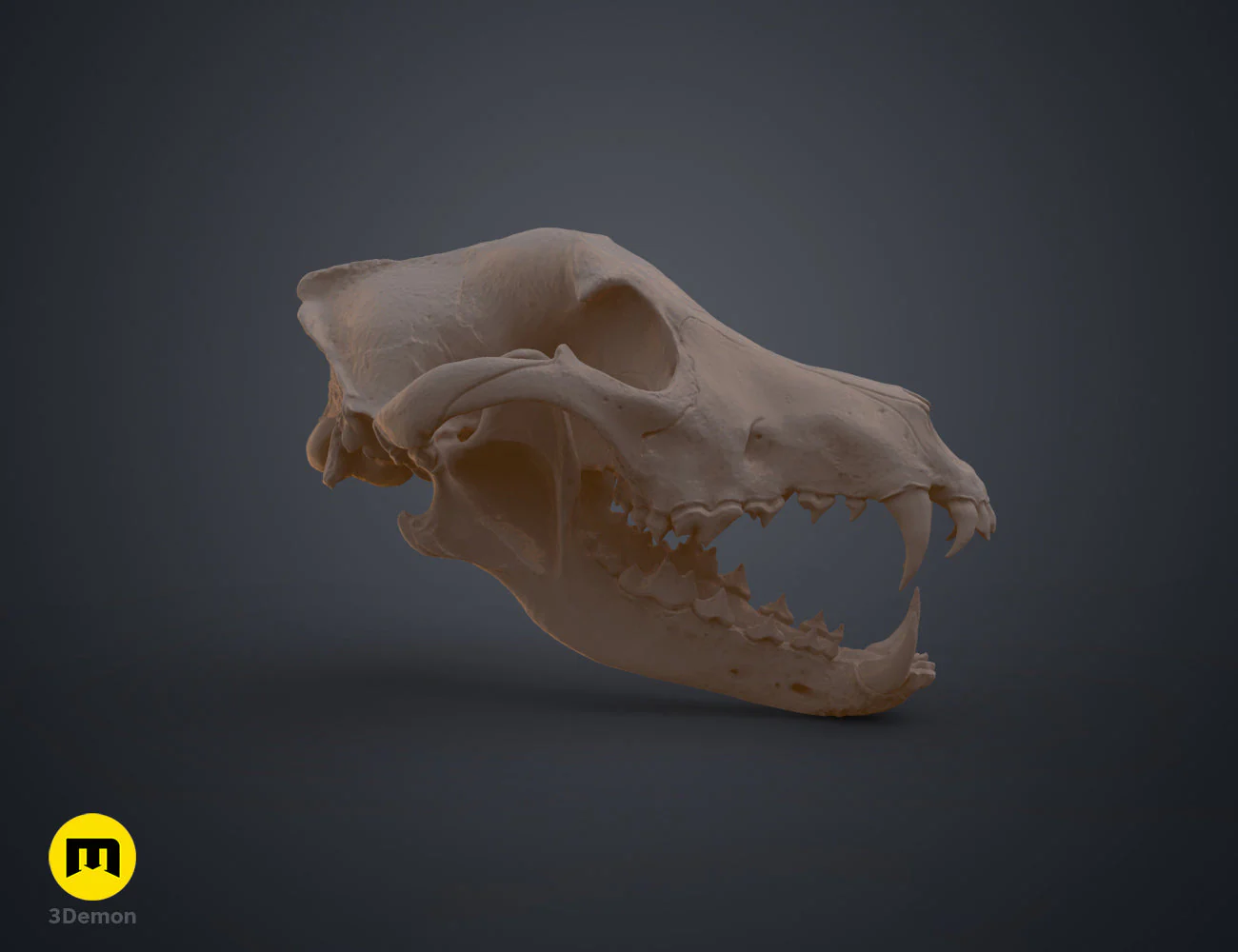 Wolf Skull (Canis Lupus) - Image 5