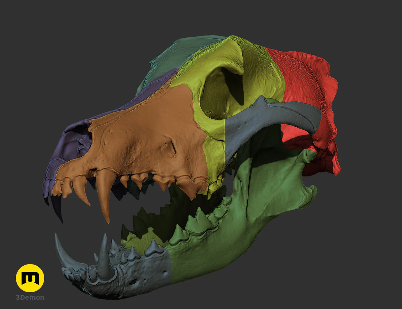 Wolf Skull (Canis Lupus) - Image 8
